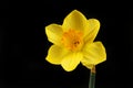 Yellow daffodil against black Royalty Free Stock Photo