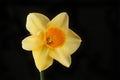 Yellow daffodil against black Royalty Free Stock Photo