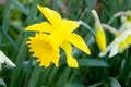 The yellow daffodil, also known as lent lily, is the best known plant from the daffodil genus