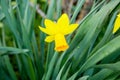 The yellow daffodil, also known as lent lily, is the best known plant from the daffodil genus