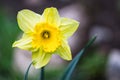 Yellow daffodil bloom in garden. Narcissus pseudonarcissus Royalty Free Stock Photo