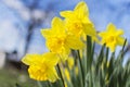 Yellow daffodil on blue background Royalty Free Stock Photo