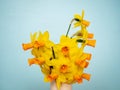 Yellow daffodil on a bluish color background. Traditional simple flowers for house decoration