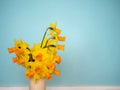 Yellow daffodil on a bluish color background. Traditional simple flowers for house decoration