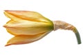 Yellow Daffodil Bud. Symbol Of Spring And New Beginnings Isolated On Transparent Background Royalty Free Stock Photo