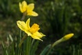 Yellow daffodil close-up