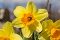 Yellow daffodil closeup Royalty Free Stock Photo