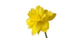 Yellow daffodil with copy space on right