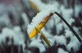 Yellow Daffodil Covered In Fresh Snow. Royalty Free Stock Photo