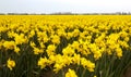 Yellow Daffodil Crop Royalty Free Stock Photo