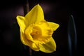 Yellow daffodil on dark background. Royalty Free Stock Photo