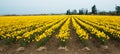 Yellow Daffodil Farm Royalty Free Stock Photo