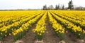 Yellow Daffodil Field Royalty Free Stock Photo