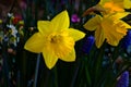 Yellow Daffodil Trumpet Flower 06 Royalty Free Stock Photo