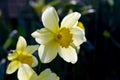 Yellow Daffodil in Sun Light Royalty Free Stock Photo