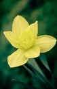 yellow daffodil flower close-up drops Royalty Free Stock Photo