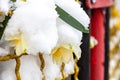 Yellow daffodil flower covered snow behind a metal fence Royalty Free Stock Photo