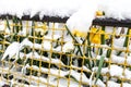 Yellow daffodil flower covered snow behind a metal fence Royalty Free Stock Photo