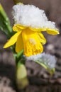 Yellow daffodil flower covered snow Royalty Free Stock Photo