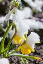 Yellow daffodil flower covered snow Royalty Free Stock Photo