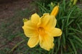 Yellow daffodil flower Royalty Free Stock Photo