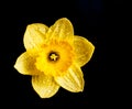 Yellow daffodil