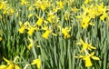 yellow daffodil flower Royalty Free Stock Photo