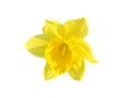 Yellow daffodil flower