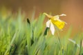 Yellow Daffodil flower or Lent lily, Narcissus pseudonarcissus, blooming in a green meadow Royalty Free Stock Photo