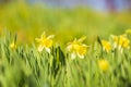 Yellow Daffodil flower or Lent lily, Narcissus pseudonarcissus, blooming in a green meadow Royalty Free Stock Photo