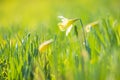 Yellow Daffodil flower or Lent lily, Narcissus pseudonarcissus, blooming in a green meadow Royalty Free Stock Photo