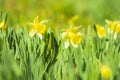 Yellow Daffodil flower or Lent lily, Narcissus pseudonarcissus, blooming in a green meadow Royalty Free Stock Photo