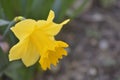 Yellow daffodil flower. Narcissus. Flower on the blur background. Spring blossom. Sunrise of spring, flower