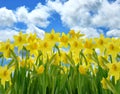 Yellow Daffodil Flowers Royalty Free Stock Photo