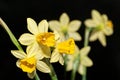 Yellow Daffodil flowers against black background Royalty Free Stock Photo