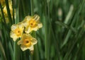 Yellow daffodil flowers blooming in spring garden Royalty Free Stock Photo