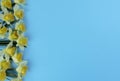 Yellow daffodil flowers for the Easter holiday on sky blue background Royalty Free Stock Photo