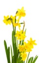 Yellow daffodil flowers in full bloom Royalty Free Stock Photo