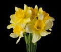 Yellow daffodil flowers isolated on a black background Royalty Free Stock Photo