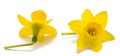 Yellow daffodil flowers Royalty Free Stock Photo