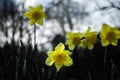 Yellow daffodil flowers in nature Royalty Free Stock Photo