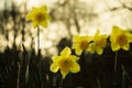 Yellow daffodil flowers in nature Royalty Free Stock Photo