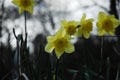 Yellow daffodil flowers in nature Royalty Free Stock Photo