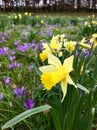Yellow daffodil flowers in a park Royalty Free Stock Photo