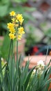 Yellow daffodil flowers