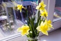 Yellow daffodil flowers in vase on the table Royalty Free Stock Photo