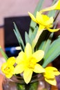 Yellow daffodil flowers in vase on the table Royalty Free Stock Photo