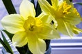Yellow daffodil flowers in vase on the table Royalty Free Stock Photo