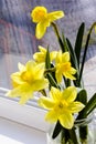Yellow daffodil flowers in vase on the table Royalty Free Stock Photo