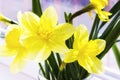 Yellow daffodil flowers in vase on the table Royalty Free Stock Photo